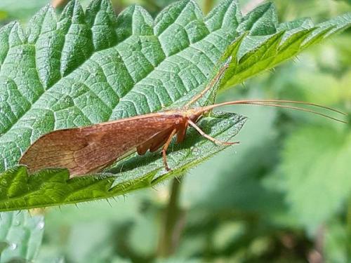 Réf. 254 986 : Stenophylax sp.